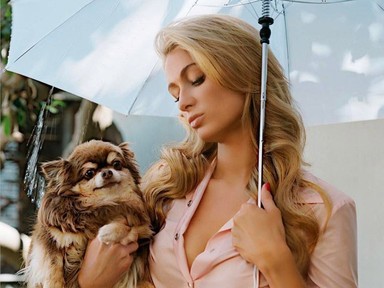 Paris Hilton kutyája jobban él, mint te vagy én! Durva!