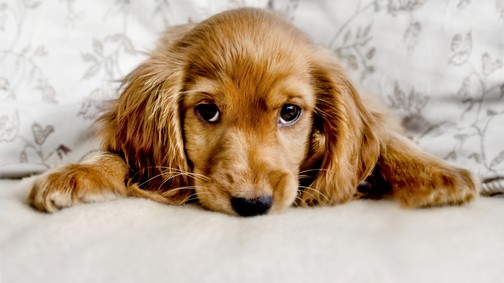 Magyarországon is egyre jobban terjed a fertőzés, ami emberre és kutyára is veszélyes lehet