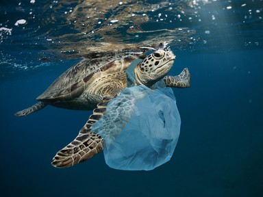 Nem a bioműanyag oldja meg a globális műanyagproblémát