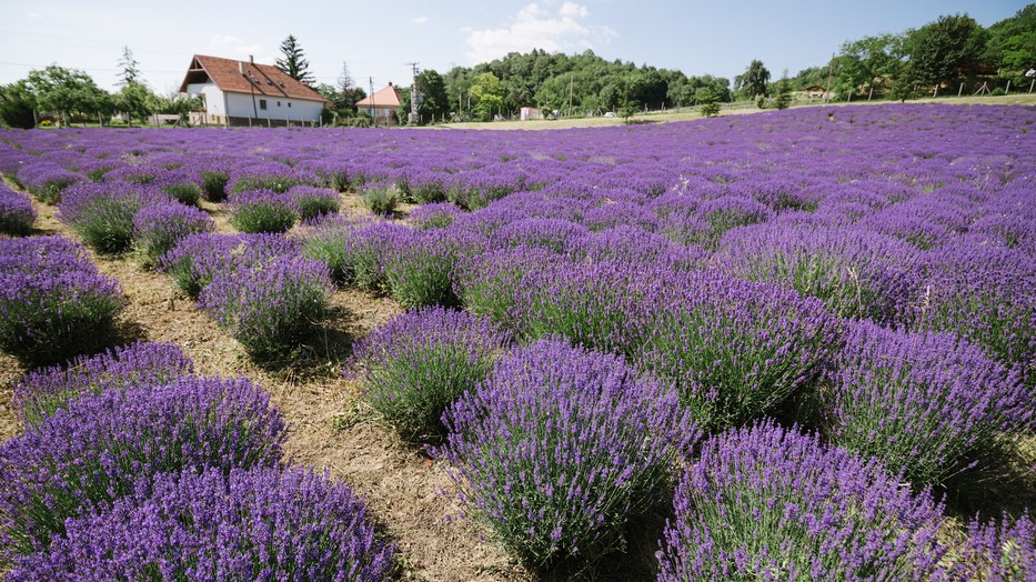 Már látható a Pannonhalmi Főapátság és a Nespresso különleges együttműködésének eredménye – most virágzik a levendula