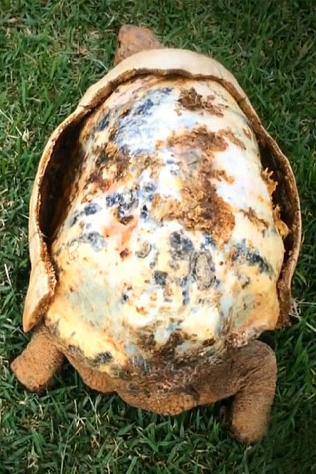 Freddy, a teknős története visszaadja a hitedet az emberiségben