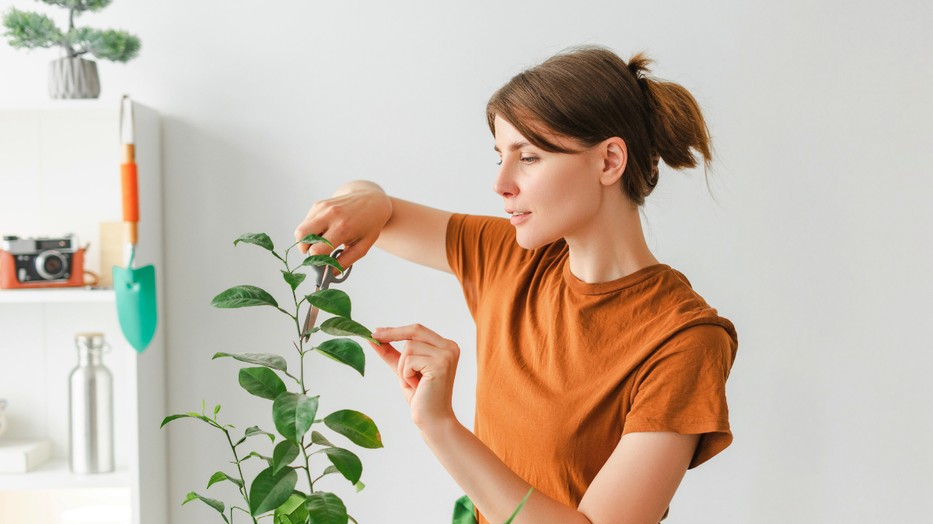 Sok szobanövény, ami rosszul néz ki, még menthető