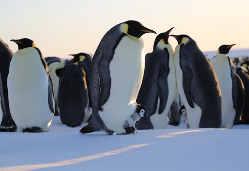 A pingvinek túlélése szorosan összefügg az emberek jövőjével