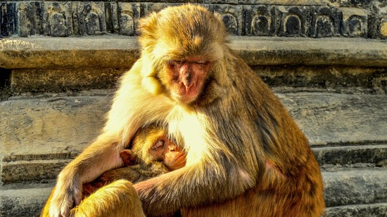 Biohacking kísérlet: Az Ikigai nyomában