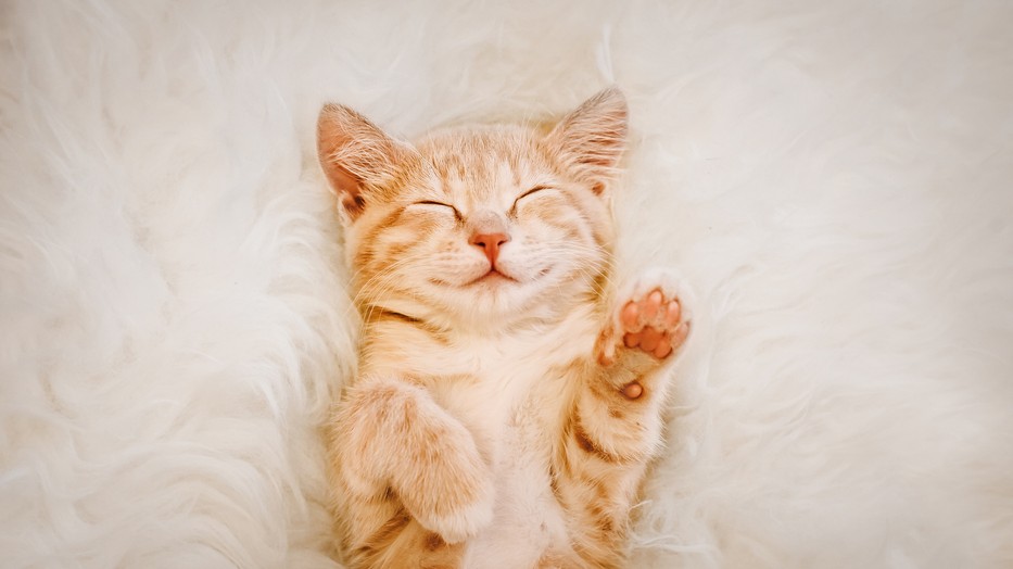 Ha napközben játszunk vele egy kicsit, éjszaka nyugodtan pihen majd, és nem zavar bennünket, hanem esetleg a dorombolásával ringat álomba