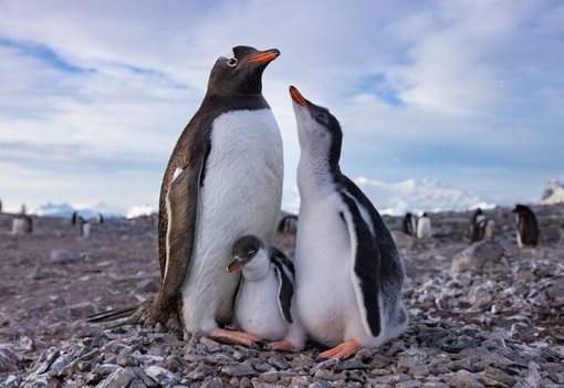 A pingvinek túlélése szorosan összefügg az emberek jövőjével