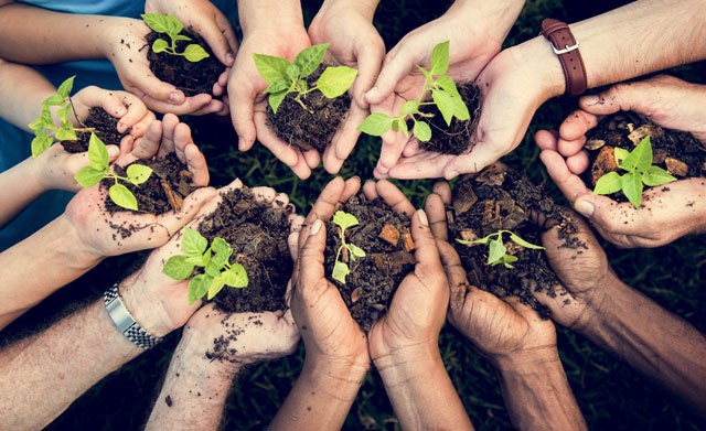 Fát ültetnek a BrandFestival vendégei