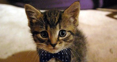 A macskák képesek logikusan gondolkodni