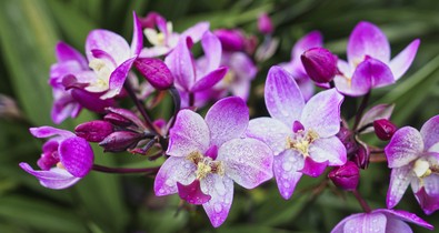 Hetente locsold meg ezzel a szobanövényeidet, cserébe egész évben virágozni fognak