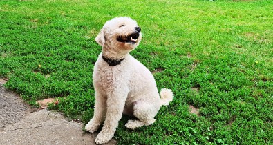 6 dolog, mitől sokkal tovább élhet a kutyád, és nagyban múlik rajtad 