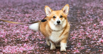 Pici de park: mi az a parklet mozgalom?