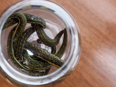 Ismerd meg a piócaterápiát!