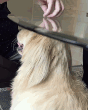 Ezektől a hipercuki, balfék kutyusoktól azonnal jobb kedved lesz