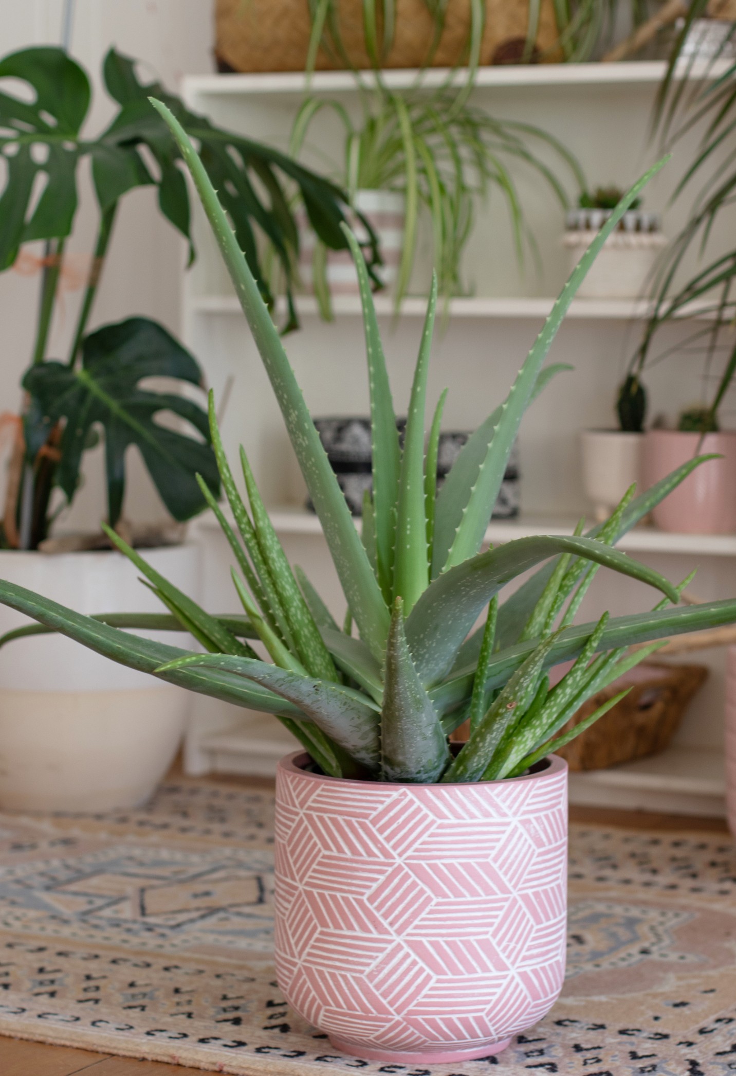 Az aloe vera szintén tökéletes választás a hálószobába! Hihetetlenül ellenálló, így a „kezdő kertészek” számára is ideális. „Sokan nem tudják, hogy milyen jótékony hatással lehet az alvás egészségére” - mondja a szakértő. „Éjszaka oxigént bocsát ki, ami javítja a levegő minőségét.”