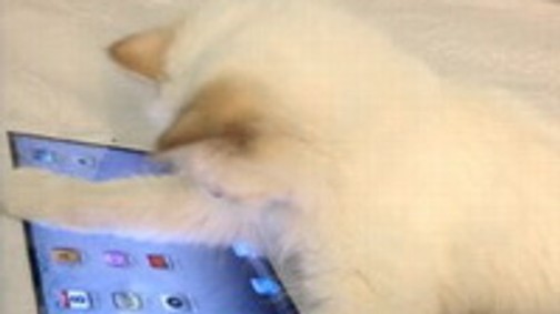 Karl Lagerfeld újra szerelmes