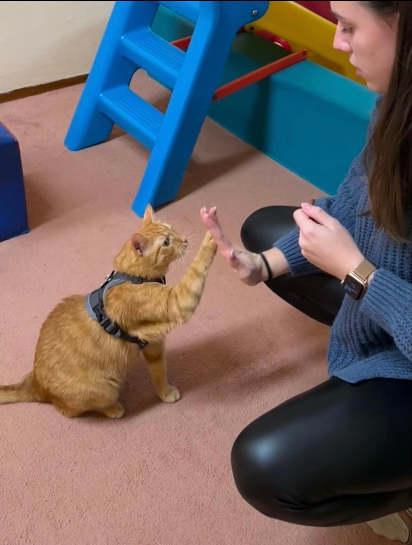 Az állatasszisztált terápiák szerepét már a XX. században felfedezték