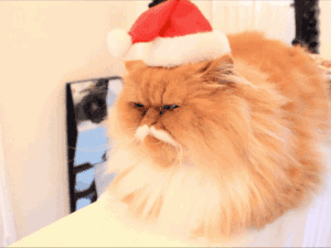 Ünnepi köszöntés helyett: Ezek a macskák a karácsony legnagyobb trolljai!