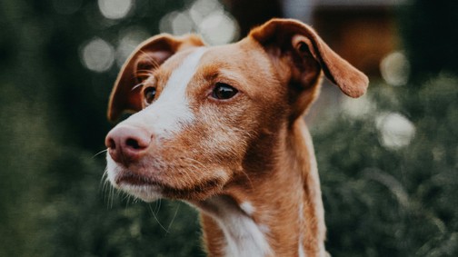 A gondoskodás nem csak simogatás, a kisállat-biztosítás garantálja a kedvenced és a pénztárcád védelmét