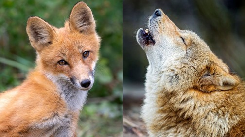 Melyik a kedvenc állatod az alábbiak közül? Meglepő dolgot árul el rólad