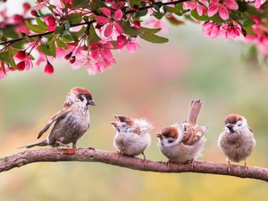 Eddig etetheted tavasszal a madarakat a kertben, hogy ne pusztuljanak el tömegesen a fiókák