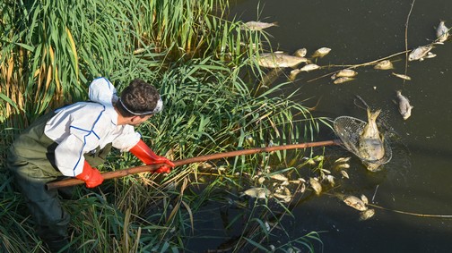WWF-jelentés: A vadvilág populációi már 69%-kal zsugorodtak