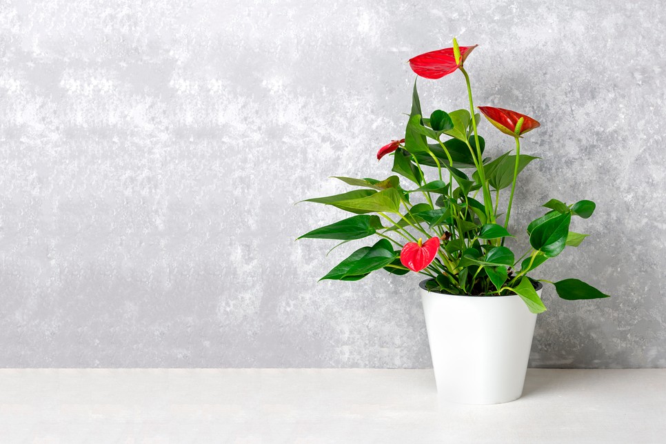 Flamingóvirág (Anthurium)