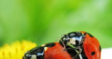 Az ökoszex vajon mi? És hogy csináld?