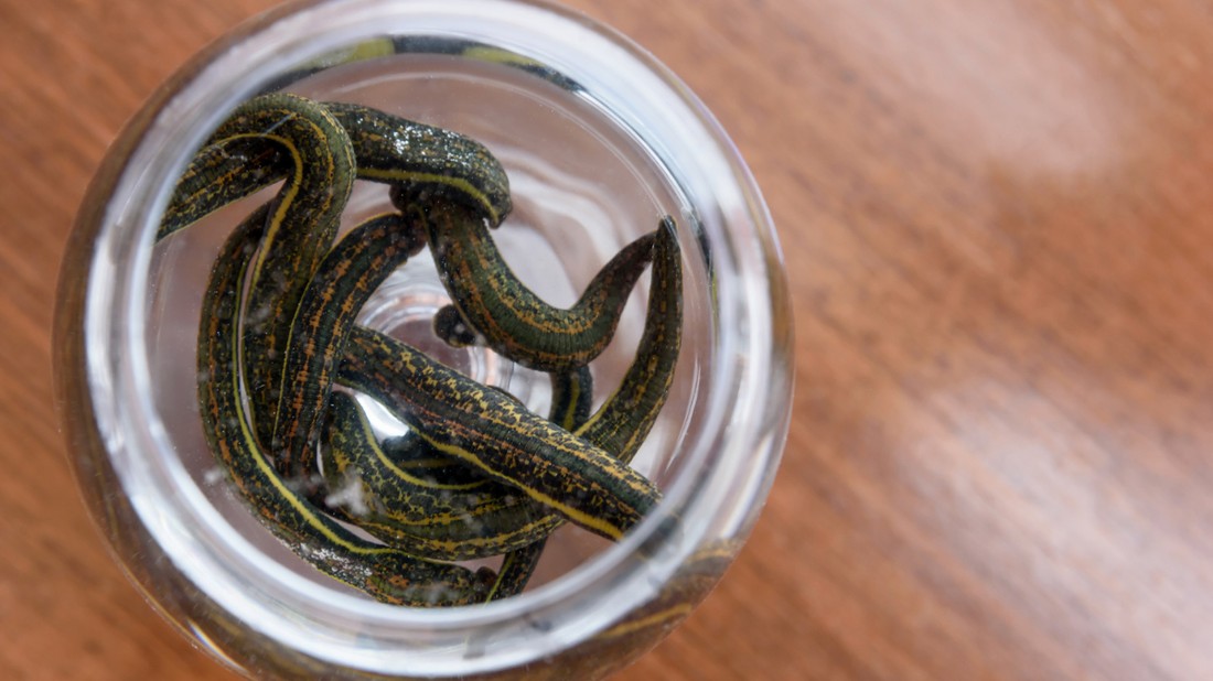 Ismerd meg a piócaterápiát, ami egy ősi gyógymód, de újabban ismét egyre népszerűbb