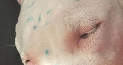 Állatkínzás! Miley Cyrus már a rajongók szerint sem vicces