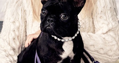 Állati kampányokkal készülnek az őszre