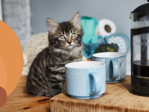 Az állatbarátok és a valódi törődés szentélye: Cat Café Budapest