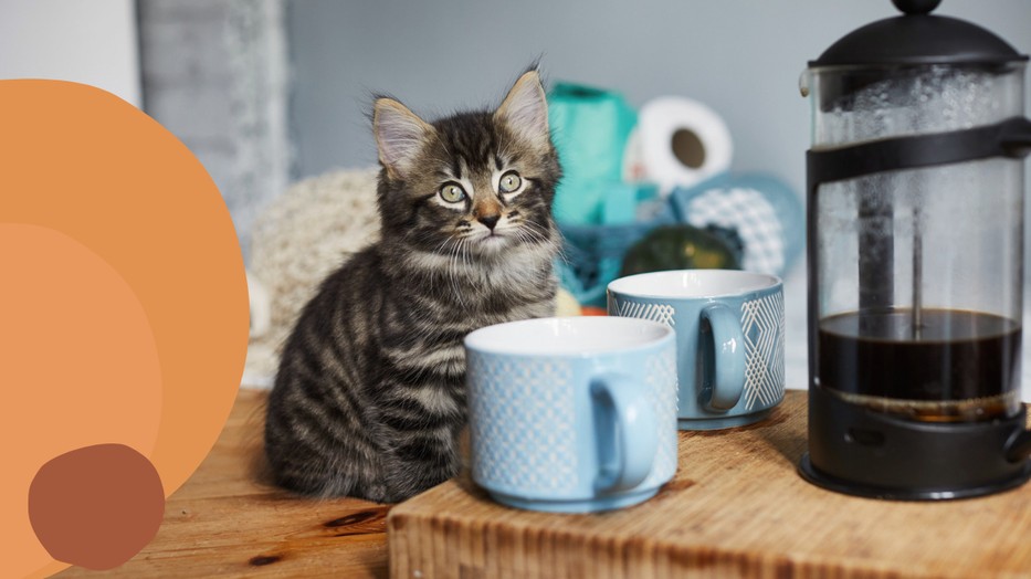 Az állatbarátok és a valódi törődés szentélye: Cat Café Budapest