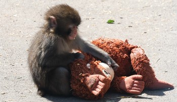 Egyszerű oka van annak, miért sajnáltuk meg egy emberként Punchot, a makákóbébit