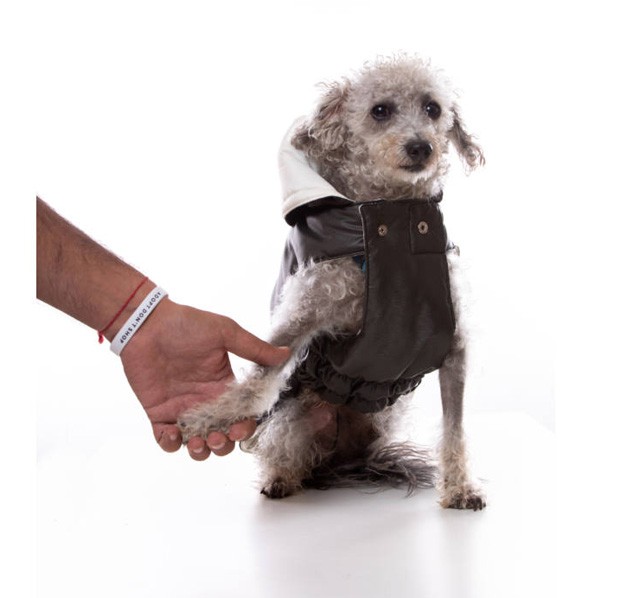 A háromlábú, örökbefogadott kutyus kollekciója még több állat életét mentheti meg