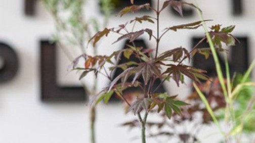 Kokedamával kerekebb a világ