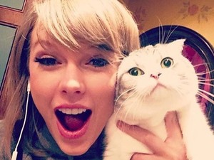 Íme a Taylor Swift jelmez macskáknak! Van ennél cukibb?
