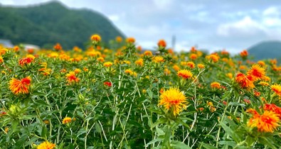 Egészen Japánig utaztam egy növény miatt, ami visszafordítja az öregedés jeleit