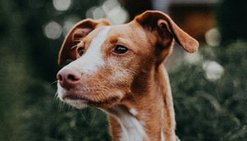 A gondoskodás nem csak simogatás, a kisállat-biztosítás garantálja a kedvenced és a pénztárcád védelmét