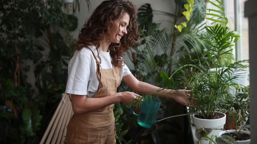 Zseniális trükk: ezt tedd, ha sárgulnak a szobanövényed levelei