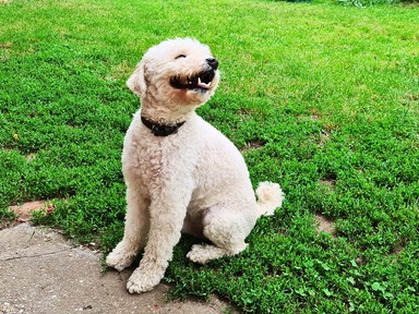 6 dolog, mitől sokkal tovább élhet a kutyád, és nagyban múlik rajtad 