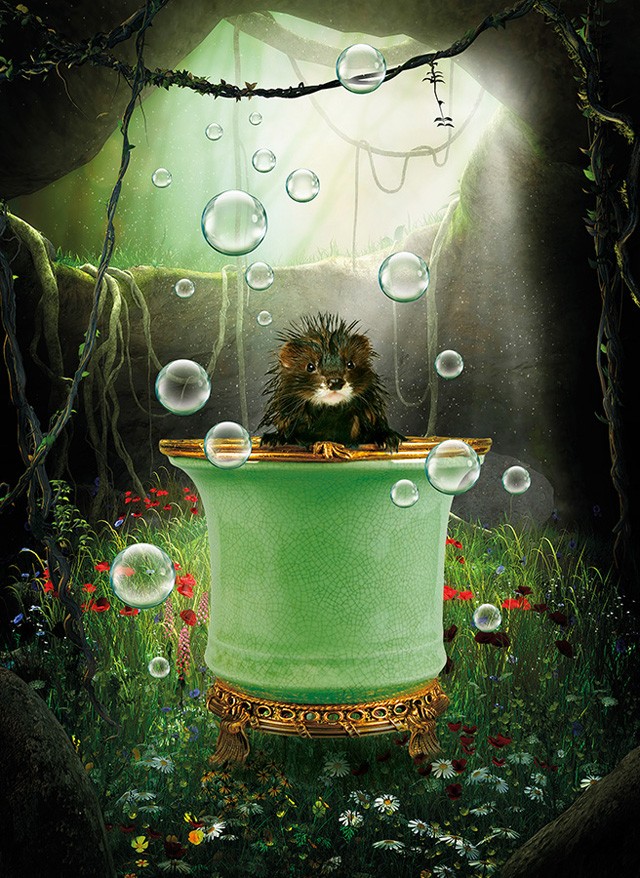 bűvös erdő kiállítás