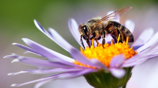 5 mód, amivel megmentheted a méheket, és ezzel az emberiséget is
