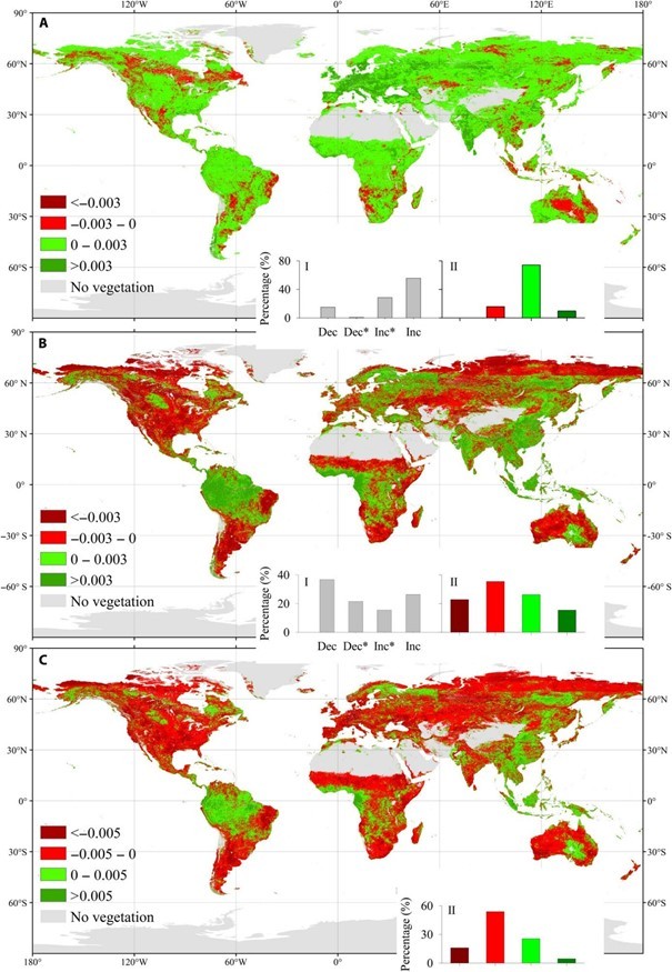  A növénynövekedés mértékének változása az 1982-1998-as időszak (A térkép) és az 1999-2015-ös időszak során (B térkép). A C térkép az A és B időszak során mért trendek közötti különbséget mutatja. A piros területek a zöldülés mértékének csökkenését jelzik, a zöld a növekedést. A szürke területeken nincs számottevő vegetáció.