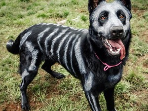 Zseniális ´csináld magad´ kutyajelmezek Halloweenre