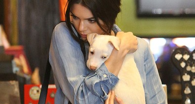Ó, Kendall Jenner kölyökkutyáját mindenki hazavinné