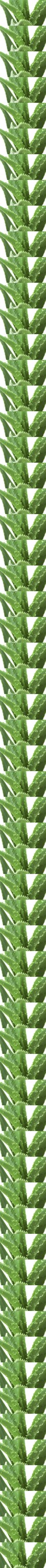 1. Aloe vera: Évszázadok óta használják a szépségápolásban is az aloe verát, ugyanis nagyon sok bőrproblémára nyújt megoldást. Csökkenti a gyulladást, felgyorsítja a gyógyulási folyamatot, ezenkívül a megelőzésre is nagyon jó.