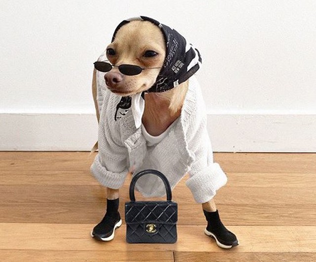 Ismerd meg Boobie Billie-t: a kutyát, akinek jobb stílusa van mint nekem