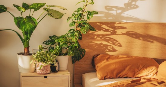 5 növény, amitől úgy alszol, mint a bunda - ezeket a virágokat tartsd a hálószobádban