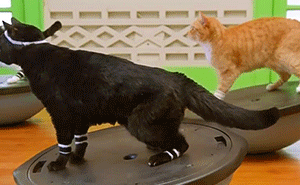 Ma a combfeszesítő edzésed kifejezetten hatásos lesz - Egymondatos horoszkóp - Május 2.