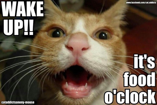 A GLAMOUR-napokat a cicád is imádja!